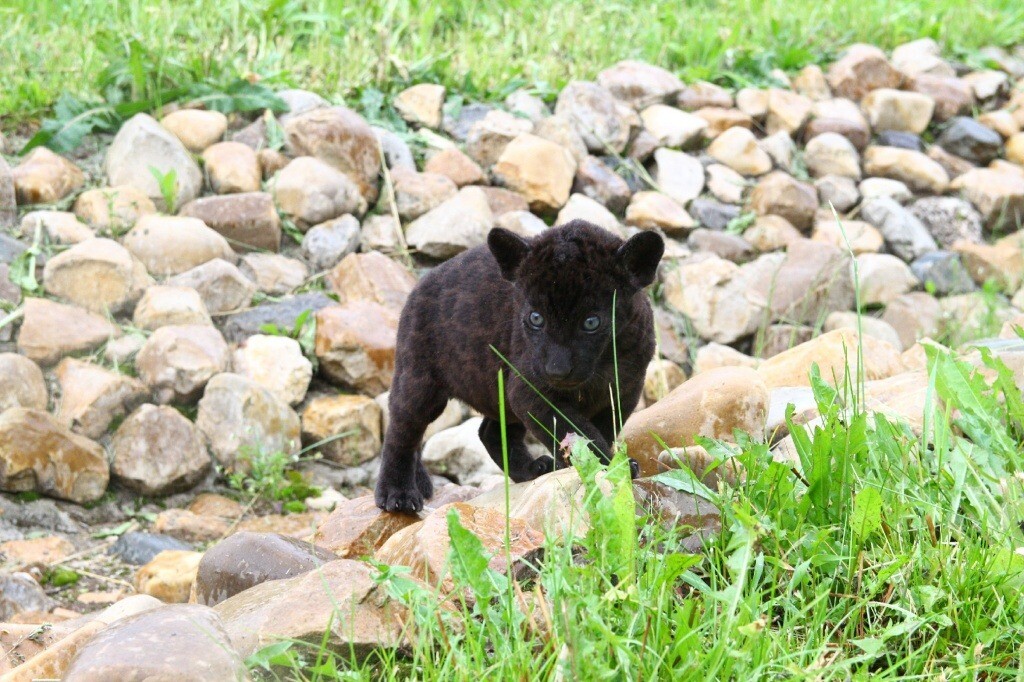 У пары черных ягуаров в зоопарке Удмуртии родился детеныш
