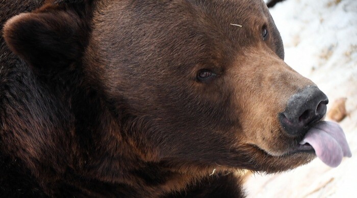 Три медведя повадились воровать конфеты с кладбища в сибирском городе Стрежевой