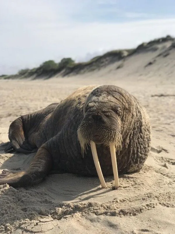 Атлантический морж впервые замечен на пляже Куршской косы