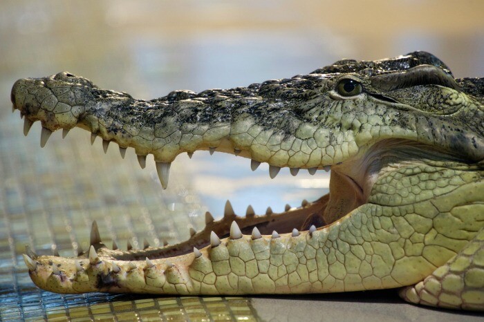 Правоохранители ищут крокодила, сбежавшего из частного дома под Ростовом-на-Дону