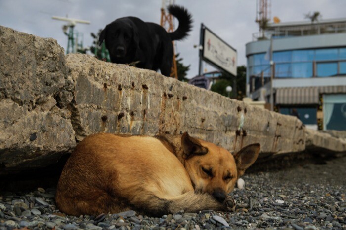 Санкции затруднили отлов бродячих собак на Камчатке