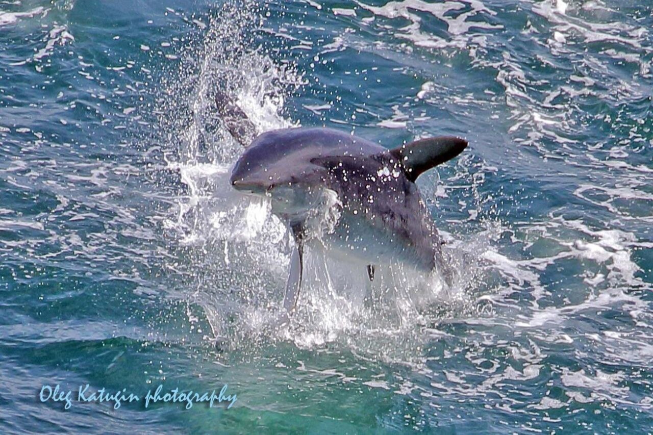 Прыгающую как дельфин акулу засняли у берегов Приморья