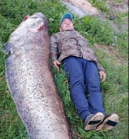 Ульяновский рыбак поймал в Волге сома весом больше 100 кг