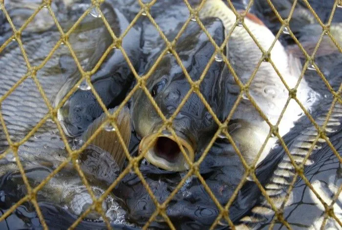 Промышленный вылов рыбы в Новосибирской области в I полугодии вырос на 11%