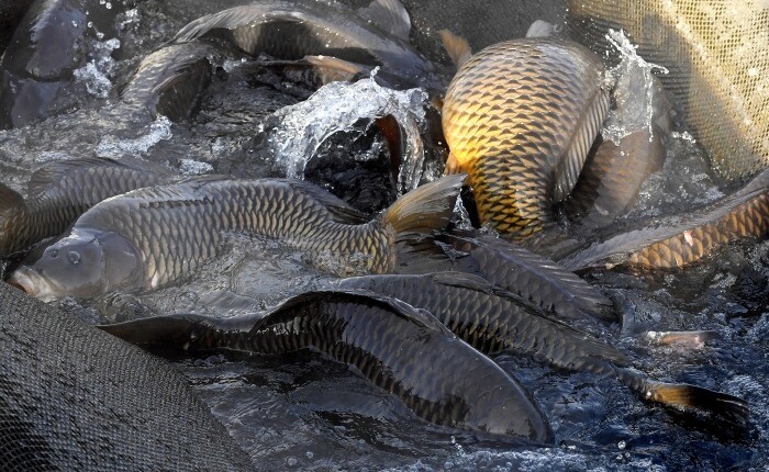Рыбаки смогут половить карпов в фонтане нижегородского парка