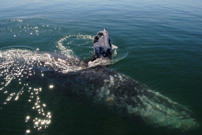 Московские ученые подсчитали серых китов возле восточного побережья Камчатки