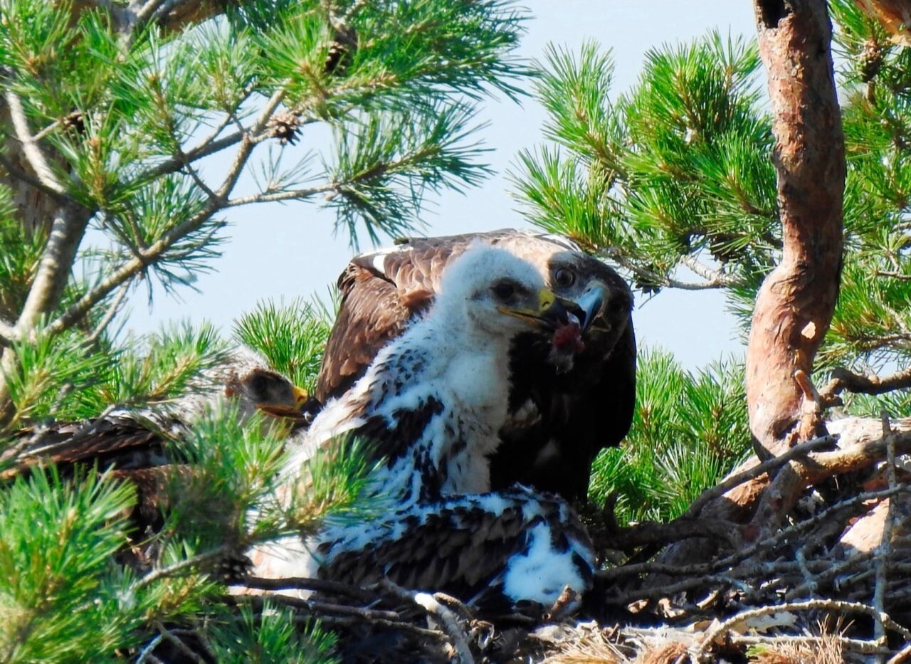 Птенцов солнечного орла впервые за 13 лет обнаружили в чувашском нацпарке