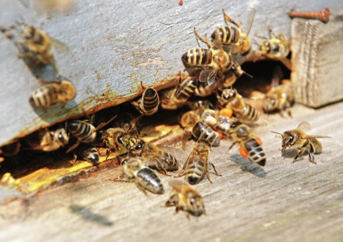 Не нужно бояться пчелиного нашествия - Росприроднадзор о ситуации в Петербурге