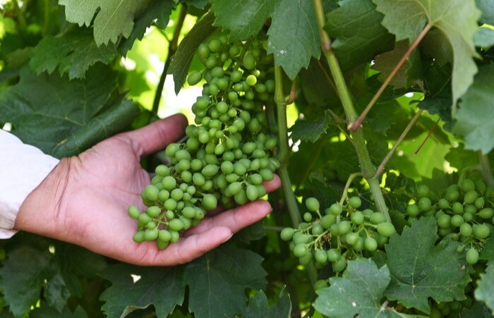 Виноделы Ростовской области в январе-мае удвоили производство