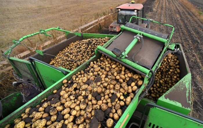 Тульская область планирует сохранить ведущие позиции в РФ по производству картофеля и рапса