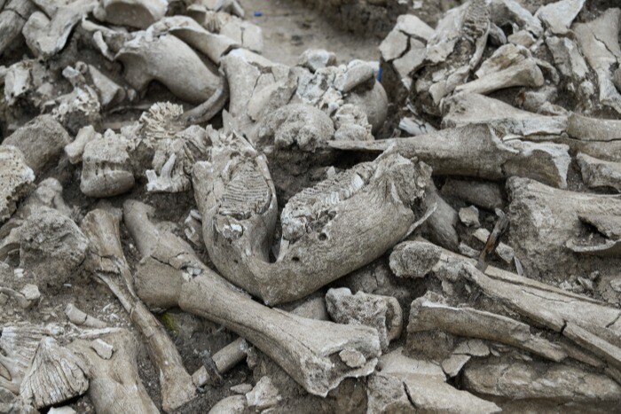 Сбор мамонтовой кости в арктических районах Якутии увеличился до 160 тонн
