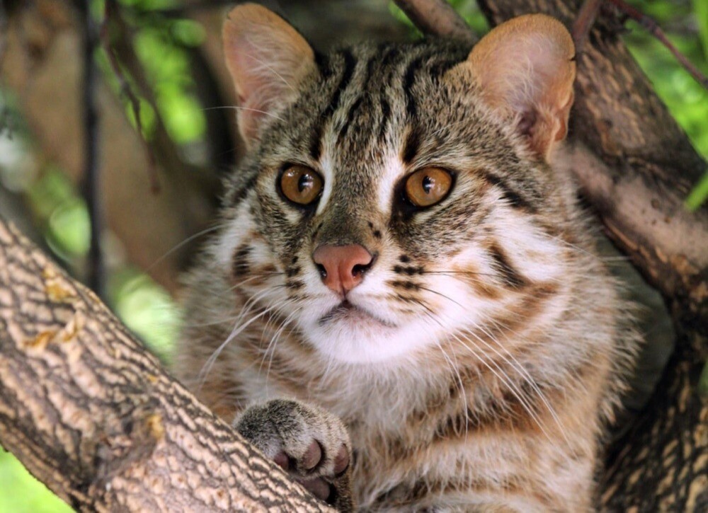 Дальневосточный лесной кот поселился в зоопарке Казани