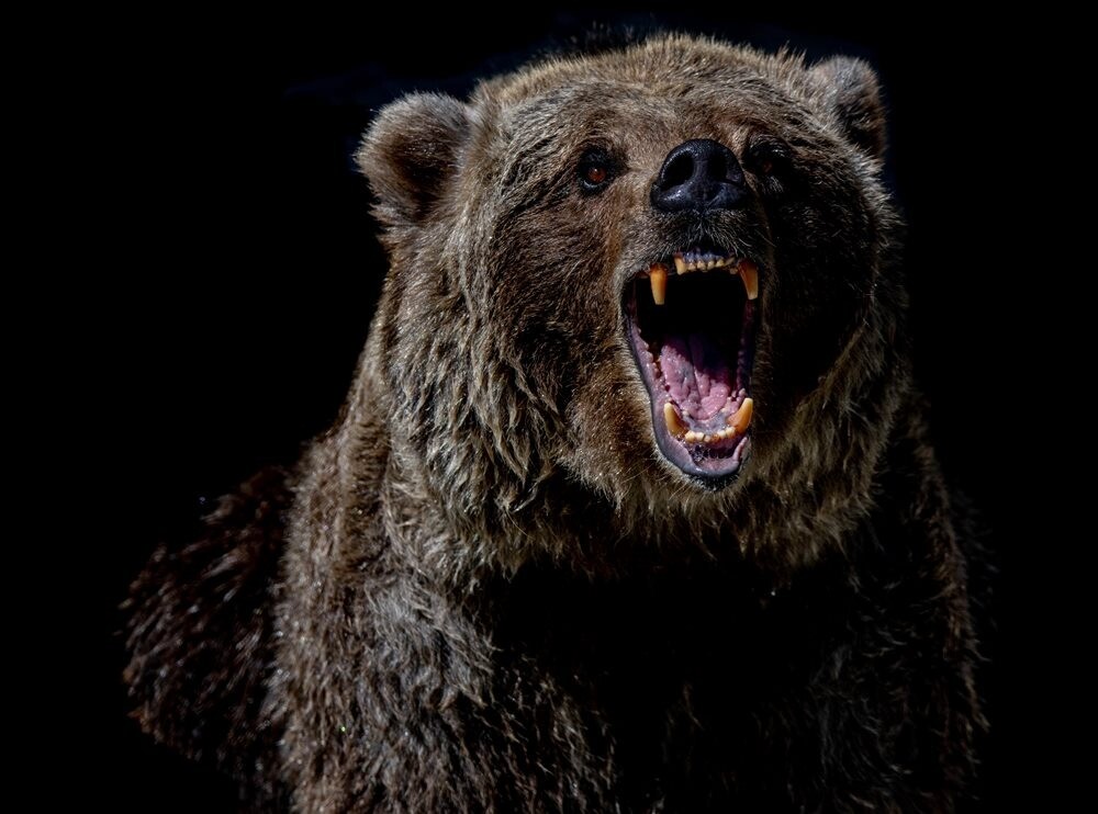 Женщину, отбившую пятилетнюю внучку от медведя садовой лейкой, наградили в Приморье