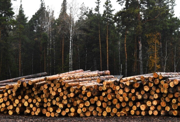 Возбуждено дело в Якутии из-за незаконной рубки леса на 1,1 млн рублей