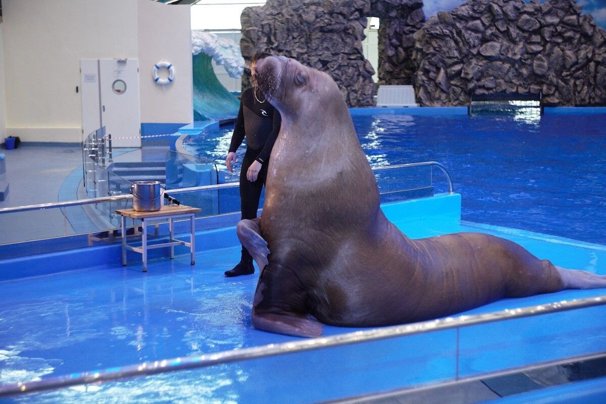 Представления в Приморском океанариуме приостановили из-за романтического настроения моржа