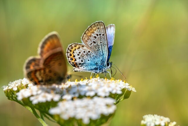 Краснокнижные шмели и редкая бабочка начали заселять территорию одного из памятников природы в Курской области