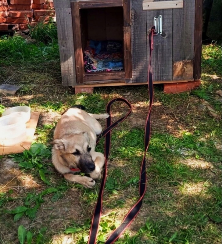Упавшая из окна на прохожих в Кинешме собака обрела хозяев