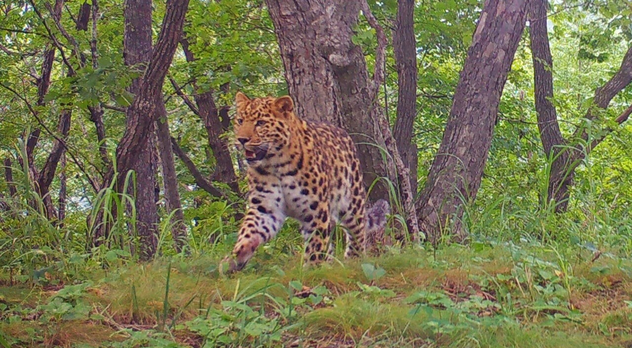 "Леопардовый" фестиваль впервые пройдет в нацпарке в Приморье