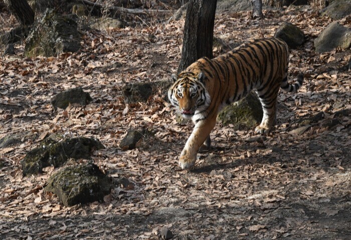 Ареал амурских тигров в России расширился