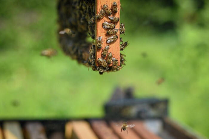 Более 500 пчелосемей погибло в трех районах Томской области, предположительно, от пестицида