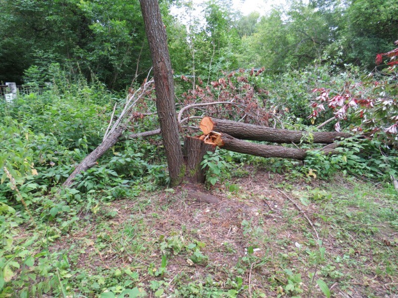 Жителя томского Северска подозревают в уничтожении 19 деревьев из-за мешавшей тени