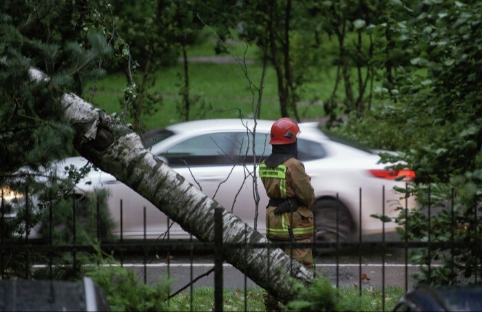 Порядка 270 деревьев повалено ураганом в Петербурге