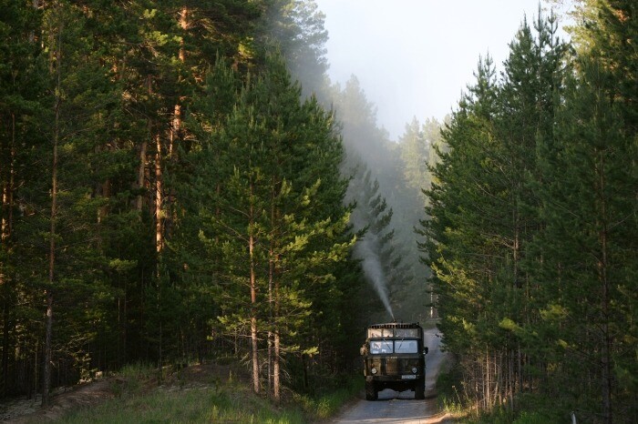В Якутии обработают от шелкопряда около 60 тыс. га леса