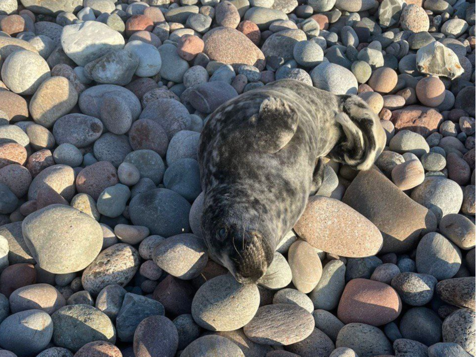 Калининградский зоопарк выпустил в Балтийское море первого из четырех тюленят, найденных на пляжах больными и обессиленными