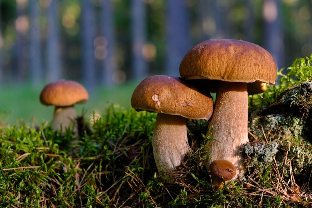 Жара угрожает грибному урожаю в Ленинградской области - ученый