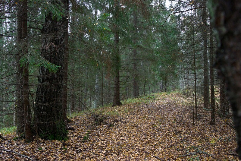 Валдайский нацпарк закрыл свои леса для посещений из-за опасности пожаров