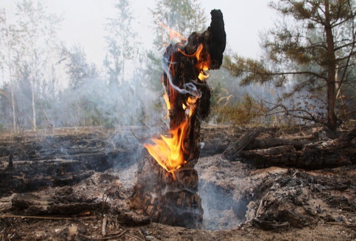 Площадь лесных пожаров в Рязанской области за сутки выросла более чем на 550 га