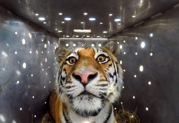 Тигрица Амба покинула Приамурье и изучает окрестности китайского города