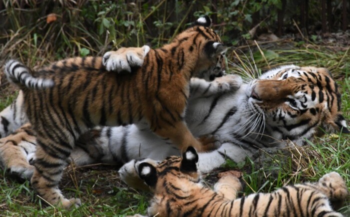 Популяция тигров выросла в мире на 40% за 12 лет - Путин