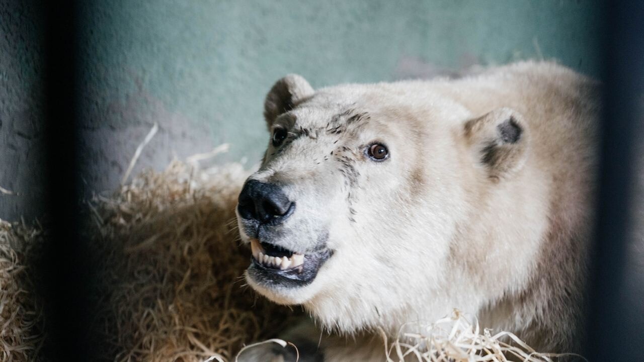 Белого медведя, спасенного на севере Красноярского края, назвали Диксоном