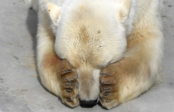 Спасенный на севере Красноярского края белый медведь никогда не сможет ходить