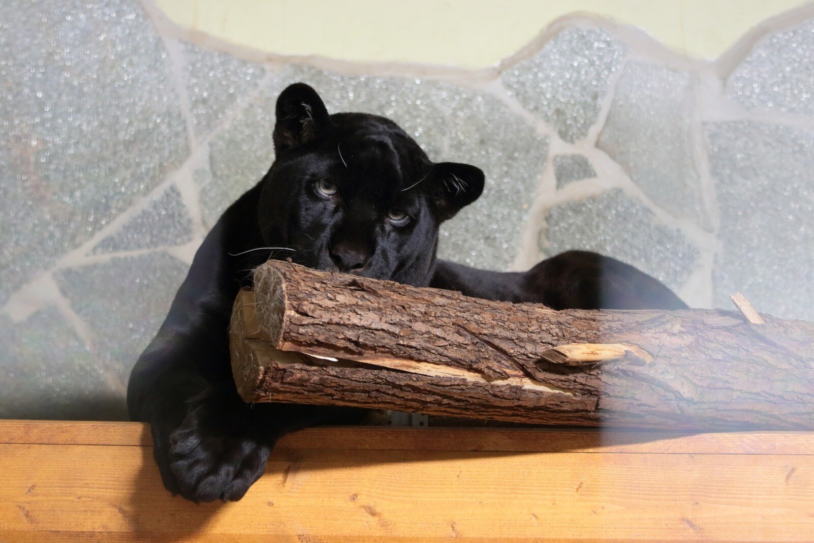 Годовалый черный ягуар поселился в Ленинградском зоопарке