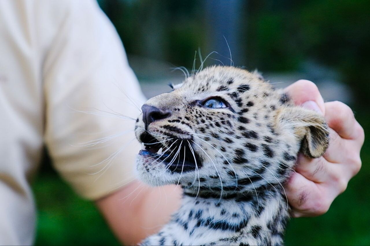 Малышам из Центра восстановления переднеазиатского леопарда на Кавказе сделали плановые прививки