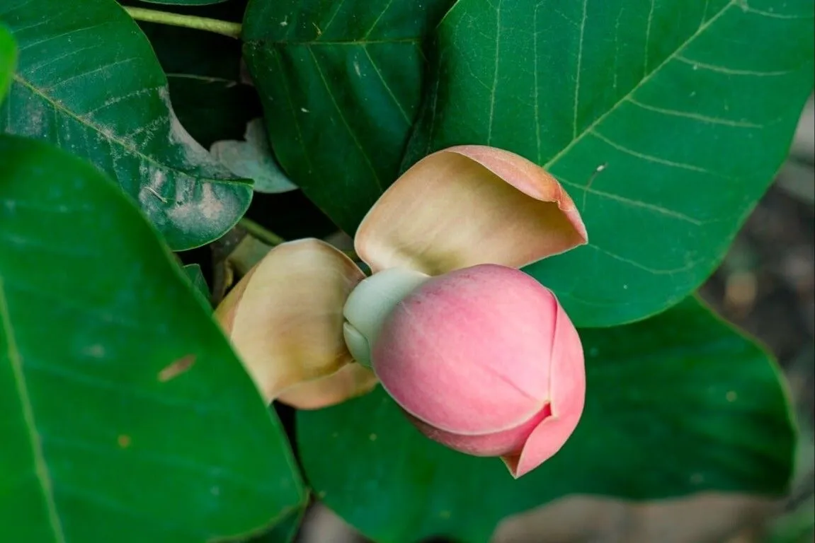Саженец единственной в мире магнолии Карпуна впервые размножили вегетативным способом в Сочи
