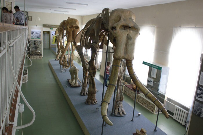 Музей в Ставрополе отпразднует 15-летие со дня находки скелета древней слонихи