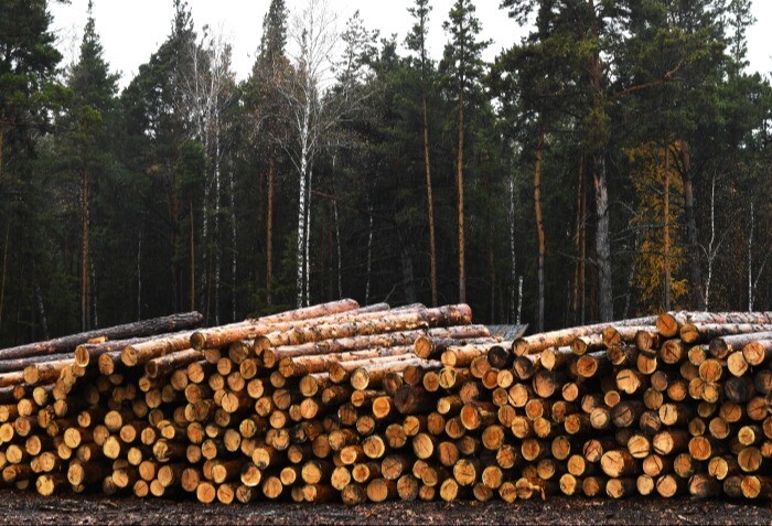 Искусственный интеллект задействуют в работе по выявлению незаконной заготовки леса в Сибири в 2023г
