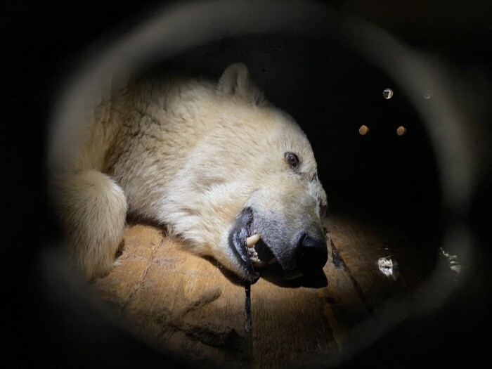Спасенный на севере Красноярского края белый медведь пройдет реабилитацию