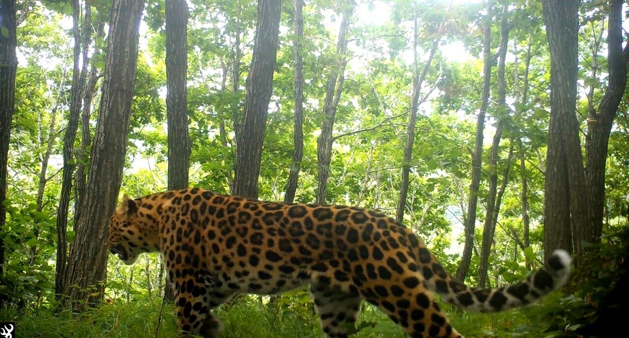 Дальневосточный леопард, впервые пересекший Транссиб, остался жить на новой территории