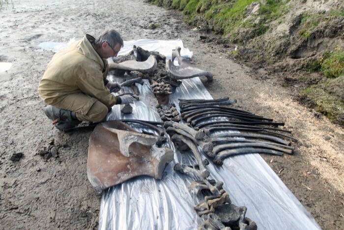 Хорошо сохранившиеся останки мамонтенка нашли в ЯНАО