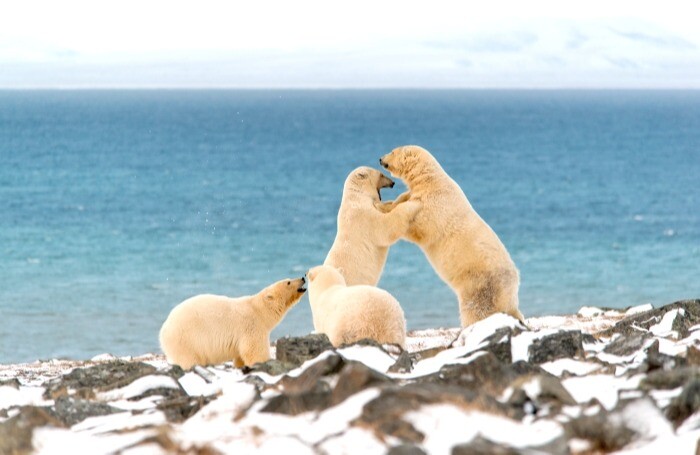 Около 60 медведей обнаружили во время авиамониторинга на "Медвежьих островах" в Якутии
