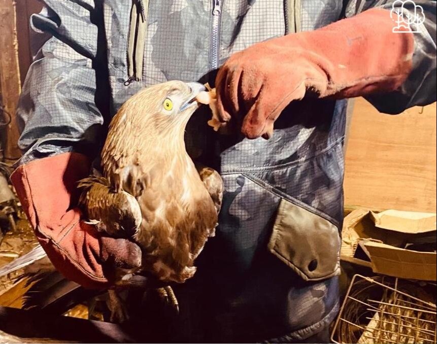 Краснокнижного орла спасли в Нижегородской области
