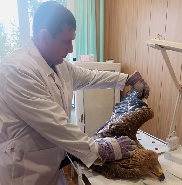 Подстреленного краснокнижного орла-могильника спасли ветеринары из саратовского Петровска