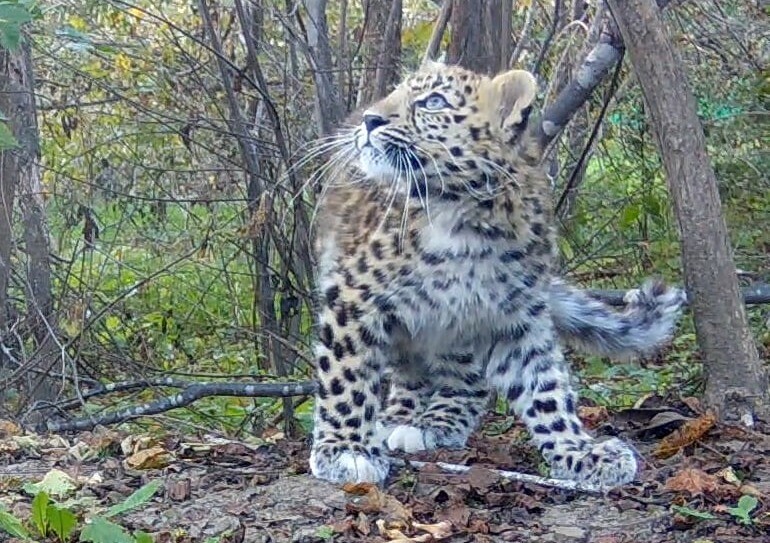 Спасенный в Приморье детеныш леопарда научился охотиться - нацпарк