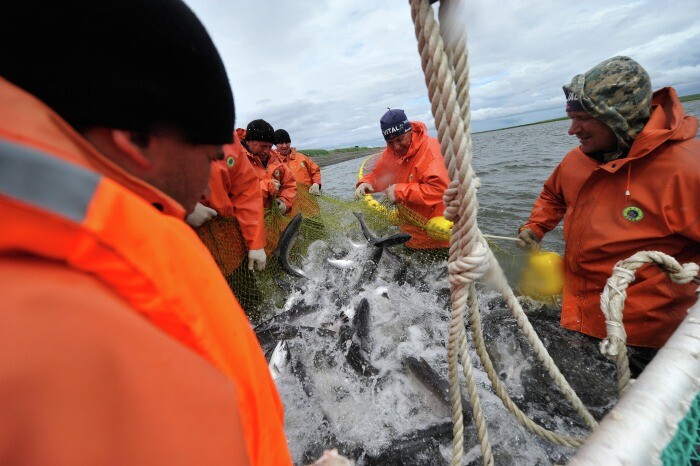 Рыбаки Хабаровского края выловили более 34 тыс. тонн лосося