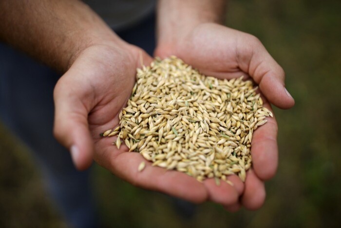 Валовой сбор зерновых в Новосибирской области в 2022 году сократился на 4%