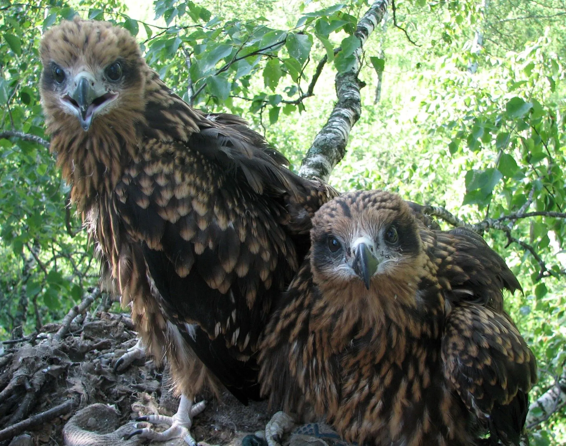 Ученые выяснили, что одному из подвидов черного коршуна по пути на зимовку приходится преодолевать горы высотой 6 тыс. м